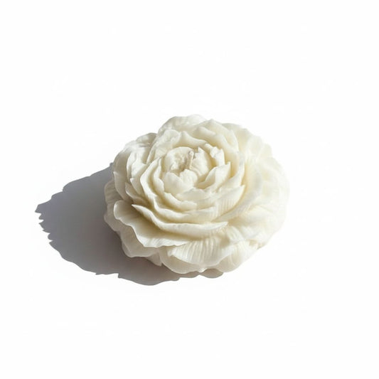White rose on a white background